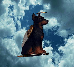 Dobe Angel